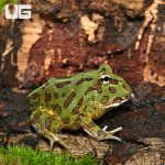 ug_Samurai_blue_Pacman_Frog_1.jpg
