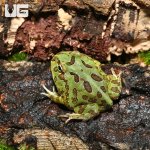 ug_Samurai_blue_Pacman_Frog_2.jpg