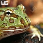 ug_Samurai_blue_Pacman_Frog_3.jpg