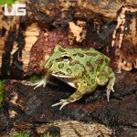 ug_Samurai_blue_Pacman_Frog_4.jpg