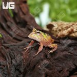 ug_bi_color_suriname_horned_frog_2.jpg