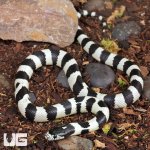 ug_baby_california_kingsnake_4.jpg