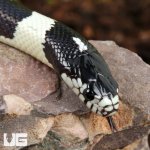 ug_baby_california_kingsnake_3.jpg