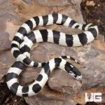 ug_baby_california_kingsnake_2.jpg