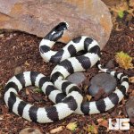 ug_baby_california_kingsnake_1.jpg