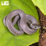 ug_Hatchling_Common_Asian_Wolf_Snake_3.jpg