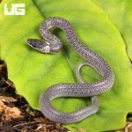 ug_Hatchling_Common_Asian_Wolf_Snake_2.jpg