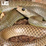 ug_Indo_Chinese_Rat_Snake_4.jpg