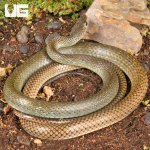 ug_Indo_Chinese_Rat_Snake_1.jpg