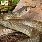 ug_Indo_Chinese_Rat_Snake_3.jpg