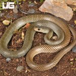 ug_Indo_Chinese_Rat_Snake_2.jpg