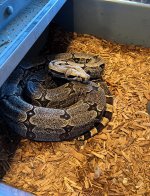 IMG_0279.jpeg
