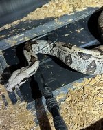 IMG_0275.jpeg