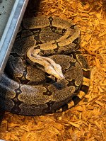 IMG_0280.jpeg