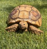sulcata1.jpg