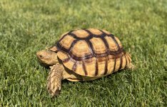 sulcata7.jpg