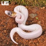 ug_Spider_Pied_Poss_Pinstripe_Ball_Python_4.jpg