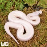 ug_White_Wedding_Ball_Python_4.jpg