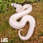 ug_White_Wedding_Ball_Python_3.jpg
