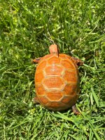 IMG_1483.jpeg