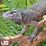 ug_Juvenile_Rhino_Iguana_4.jpg