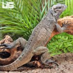 ug_Juvenile_Rhino_Iguana_3.jpg