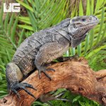 ug_Juvenile_Rhino_Iguana_2.jpg