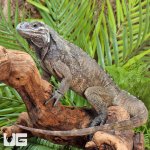 ug_Juvenile_Rhino_Iguana_1.jpg