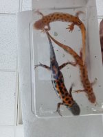 T. carnifex trio ventral view.jpg