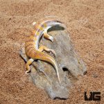 ug_sand_fish_skink_3.jpg