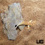 ug_sand_fish_skink_4.jpg