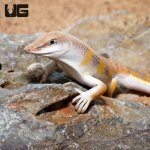 ug_sand_fish_skink_1.jpg