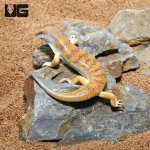 ug_sand_fish_skink_2.jpg