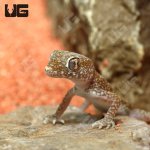 ug_short_fingered_gecko_4.jpg