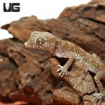 ug_short_fingered_gecko_3.jpg