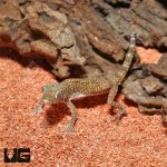 ug_short_fingered_gecko_2.jpg