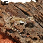 ug_short_fingered_gecko_1.jpg