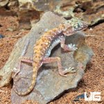 ug_Egyptian_Sand_Gecko_1.jpg