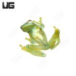 ug_granular_glass_frog_1.jpg