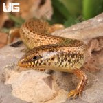 ug_Ocellated_Skink_4.jpg