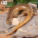 ug_Ocellated_Skink_3.jpg