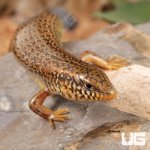ug_Ocellated_Skink_2.jpg