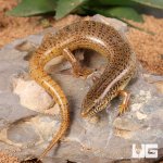 ug_Ocellated_Skink_1.jpg