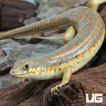 ug_Schneider’s_Skink_5.jpg