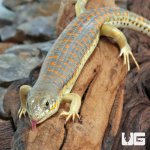 ug_Schneider’s_Skink_4.jpg