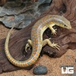 ug_Schneider’s_Skink_3.jpg