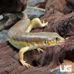 ug_Schneider’s_Skink_2.jpg
