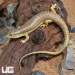 ug_Schneider’s_Skink_1.jpg
