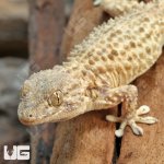 ug_Crocodile_Gecko_4.jpg