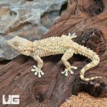 ug_Crocodile_Gecko_3.jpg